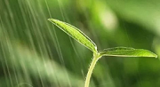 初期雨水什么情形下需納入排污許可？